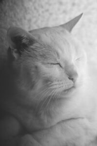 IMG_4887 nb