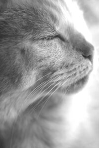 IMG_4899 nb